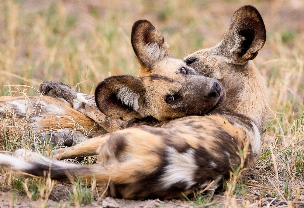 071120SCO__DSC3427wild dog