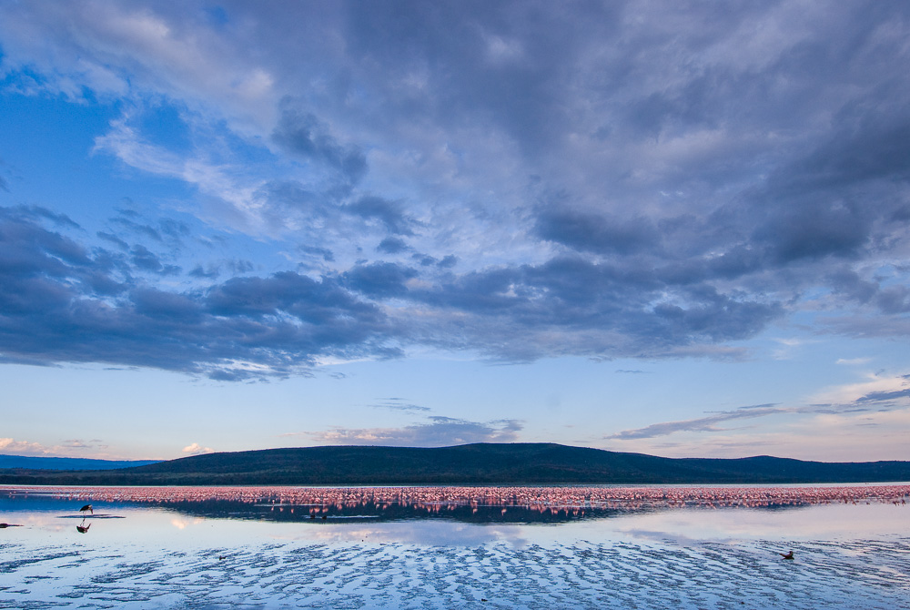 copyright(C)SHEM COMPION