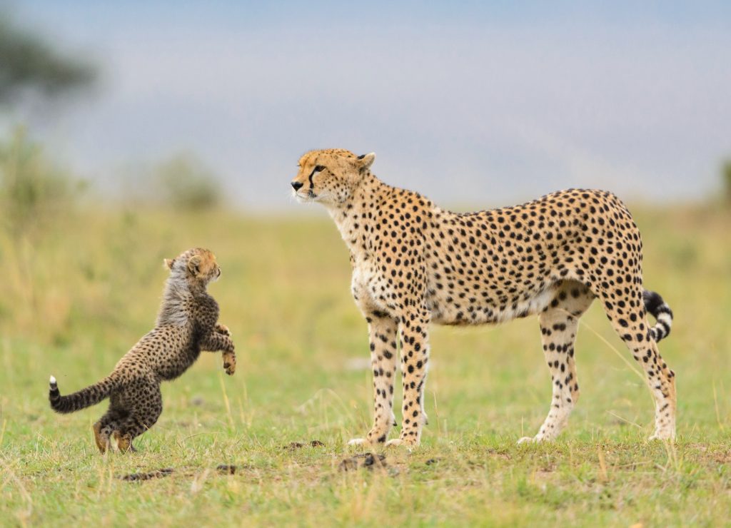 Safari and Beach: How to Plan an African Family Holiday That Gives You Both
