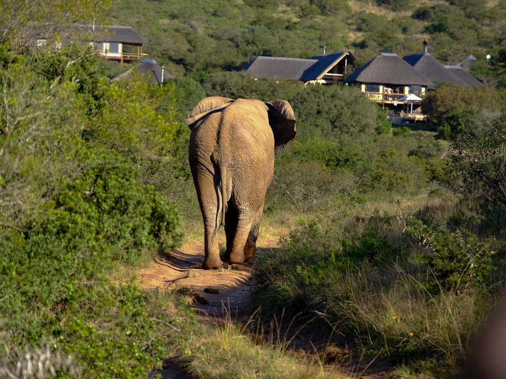 imgi_52_Bukela-Lodge-Amakhala-Game-Reserve13