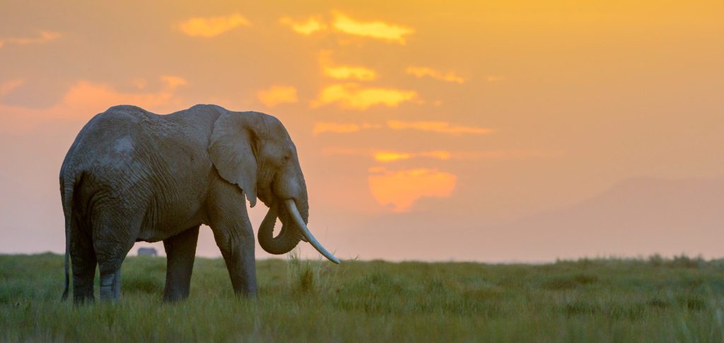 My First Safari: A Guide to Planning Your Family’s Dream Adventure