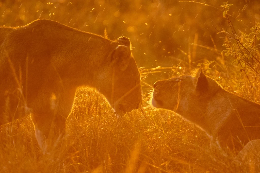 Safari and Beach: How to Plan an African Family Holiday That Gives You Both