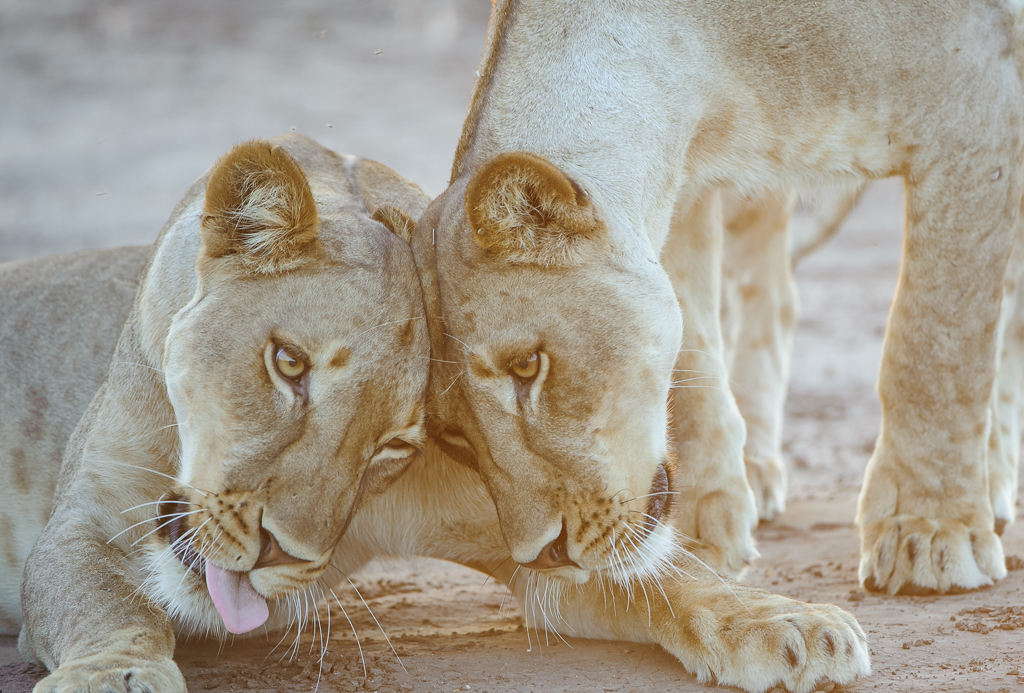 Shadows & Secrets - Safari Mysteries Await