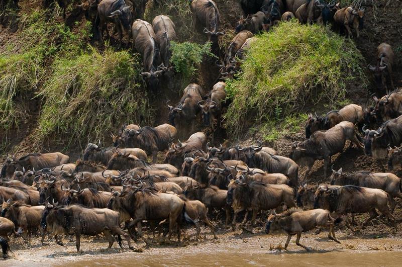 When, Where, and Why to Plan for the Great Migration