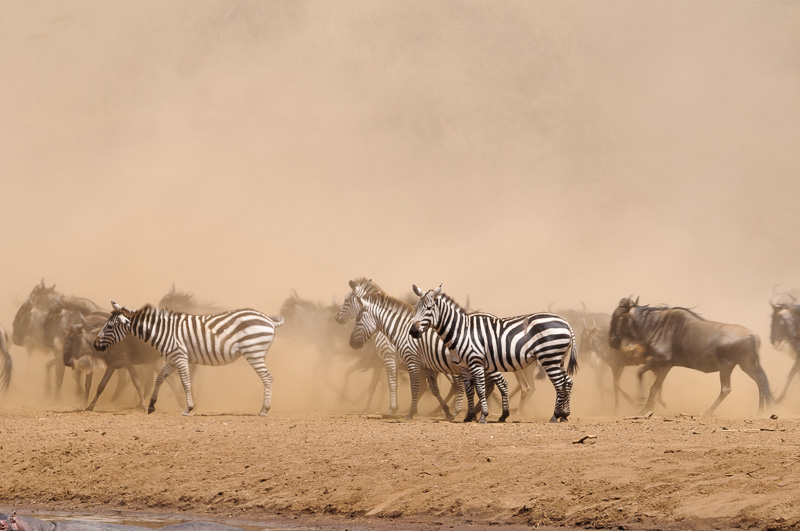 When, Where, and Why to Plan for the Great Migration