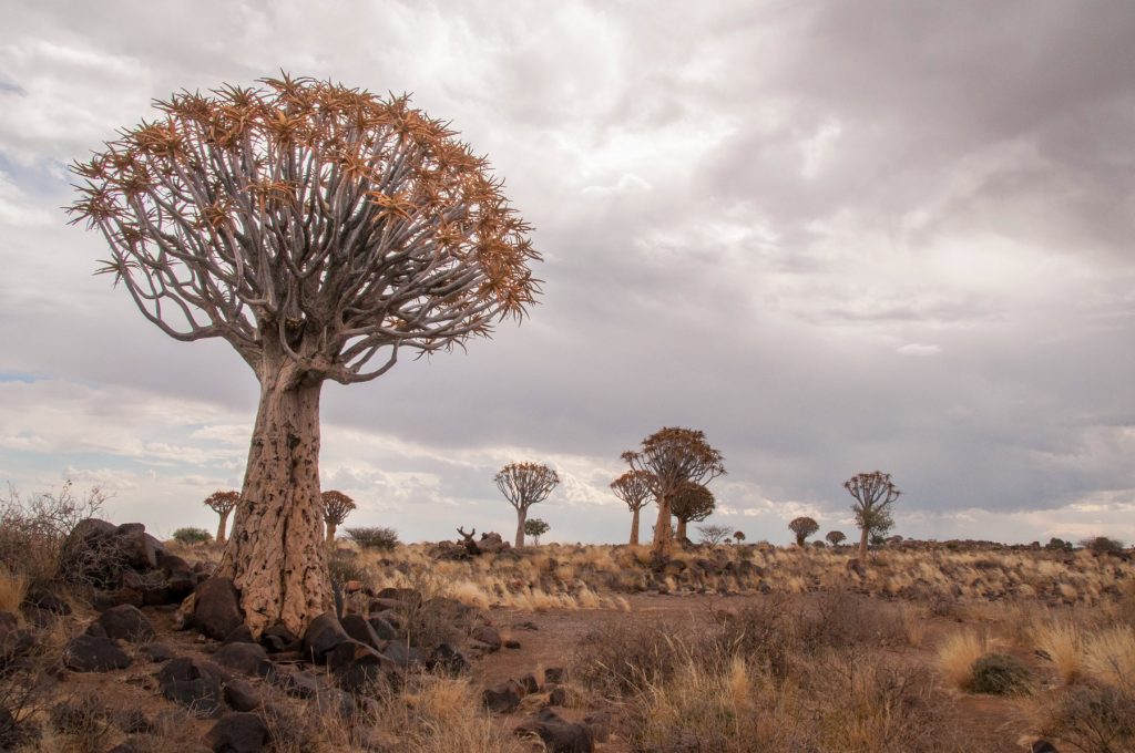 Let’s go to Namibia