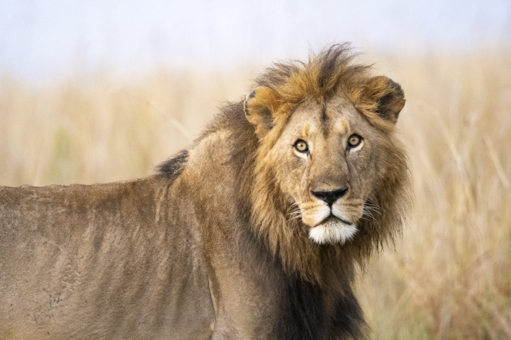 Let’s Go to Kenya 