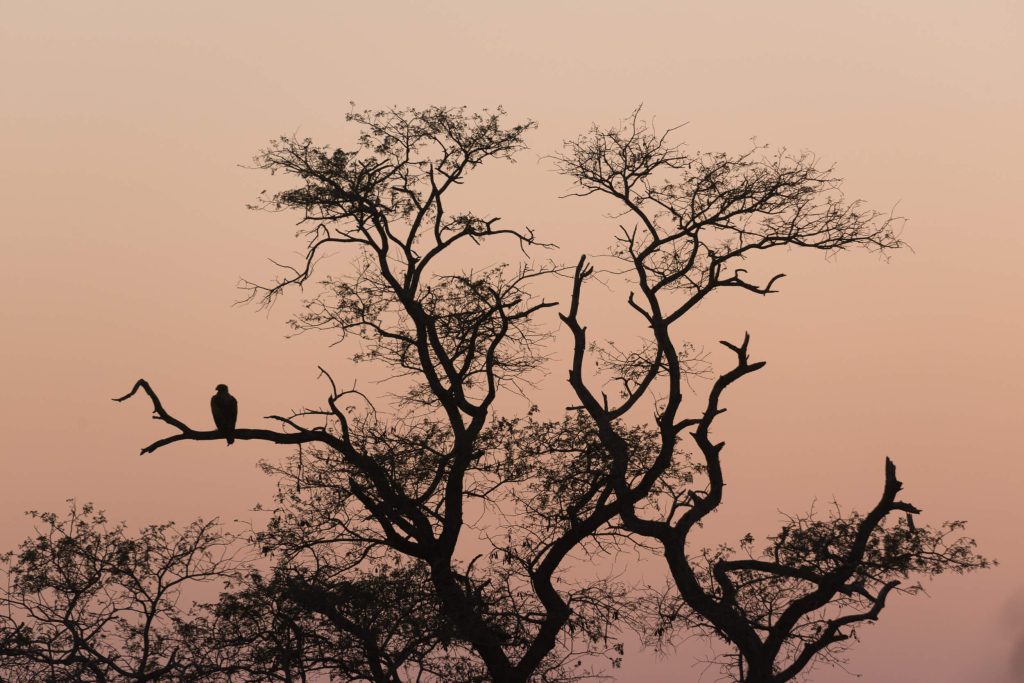 Let’s Go to South Africa