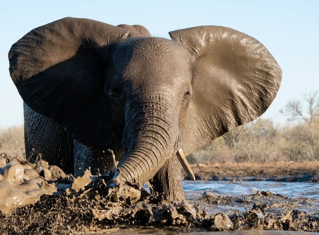 Planning Your First African Safari: Where to Begin