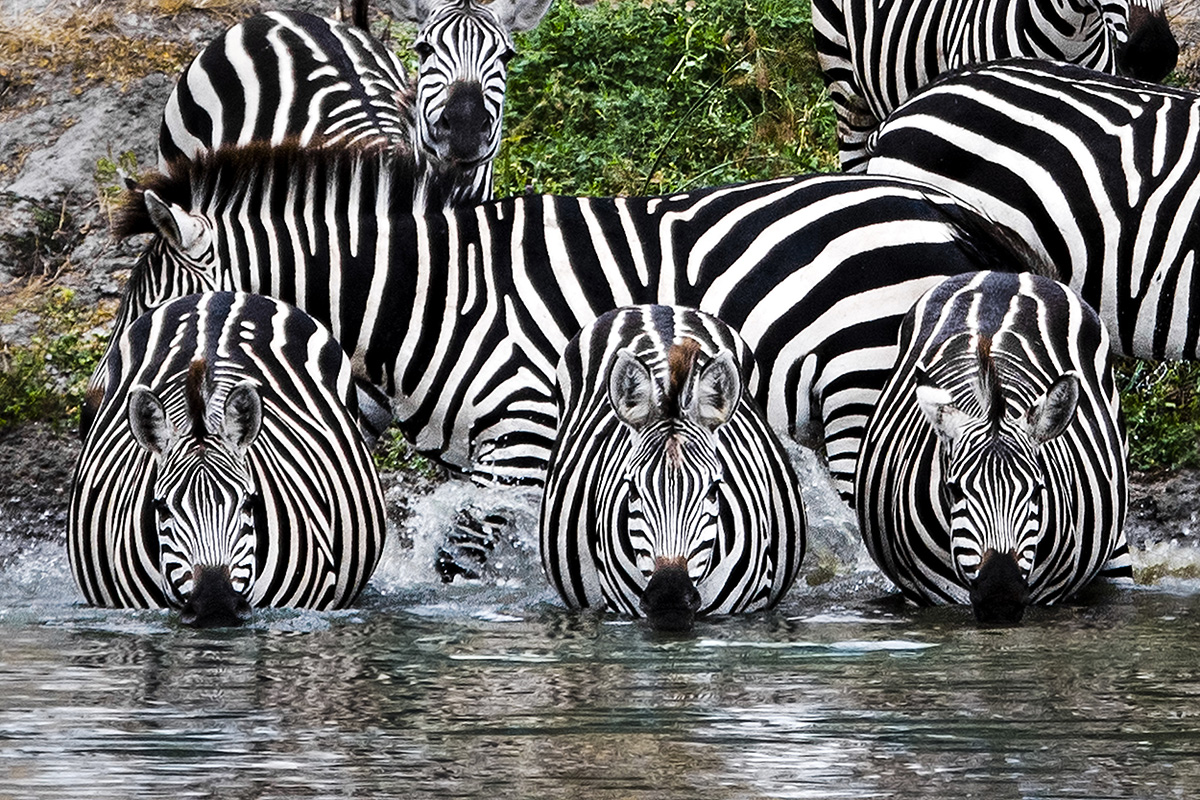 shutterstock_454472290