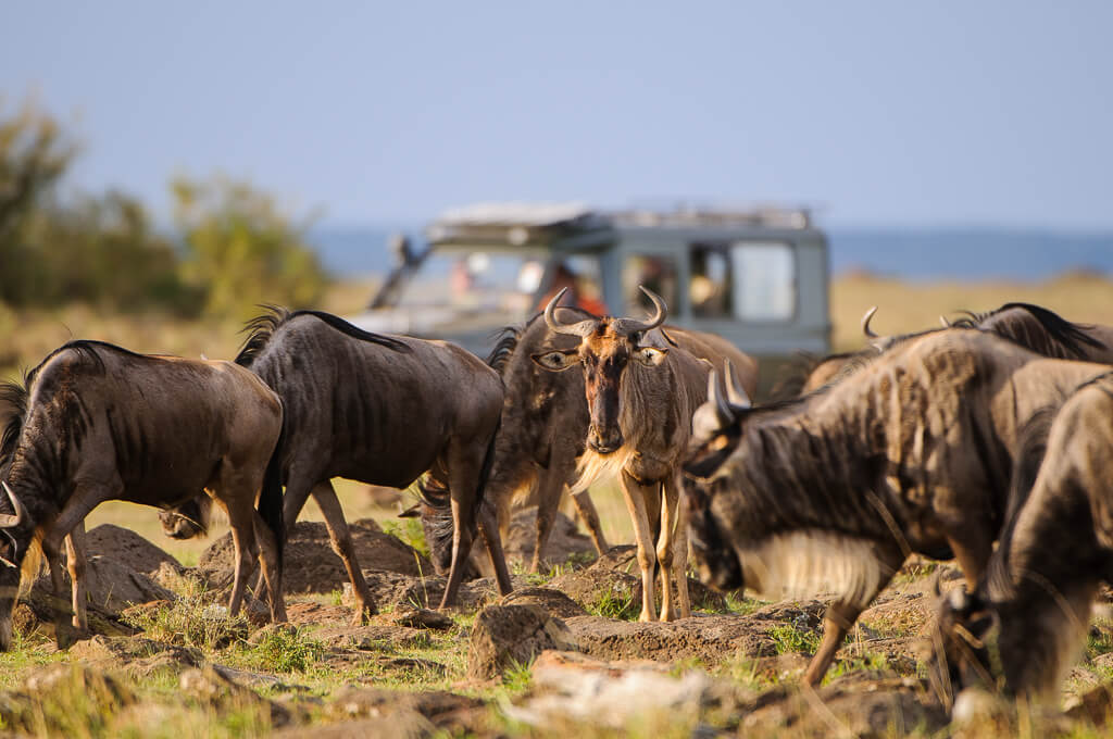 Why Our Safari Partnerships Matter