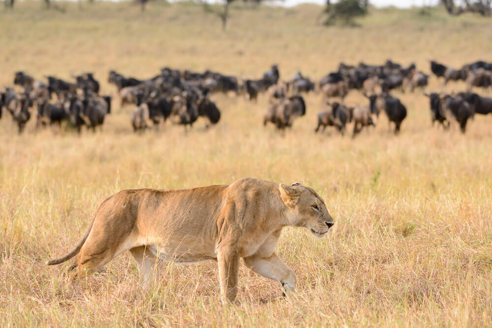 Why Our Safari Partnerships Matter