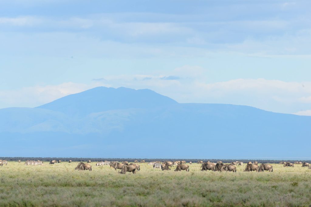 Why Our Safari Partnerships Matter