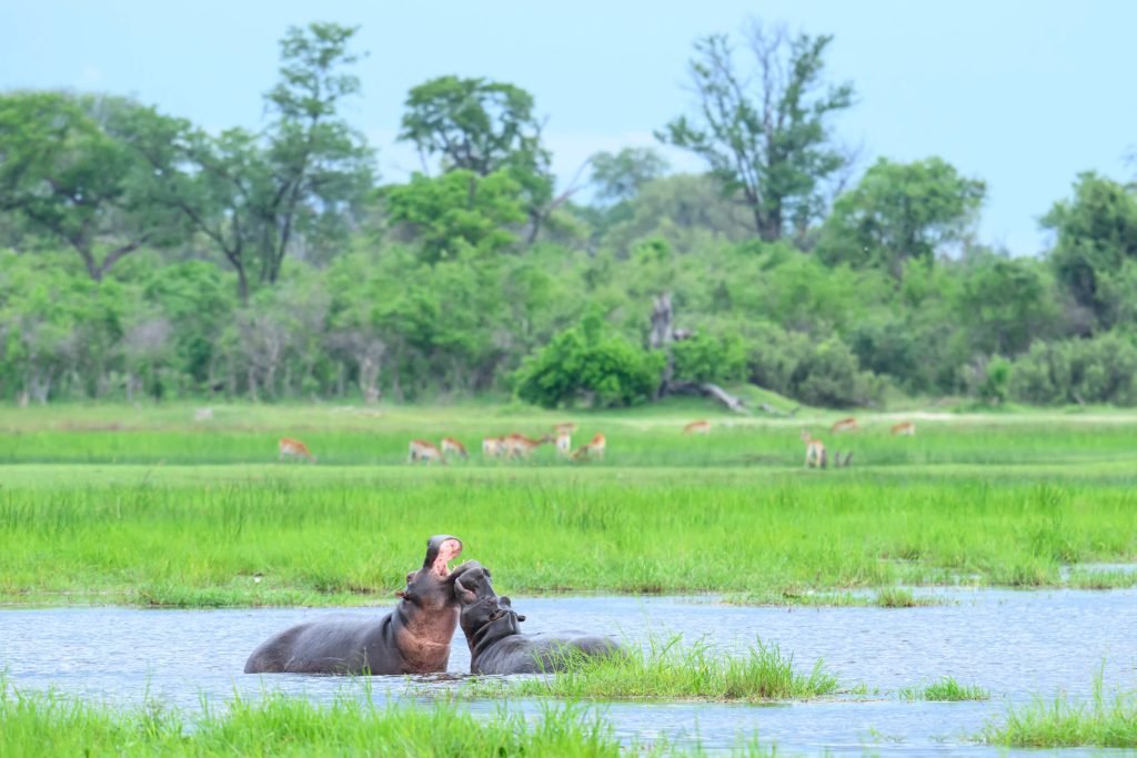 Why Our Safari Partnerships Matter