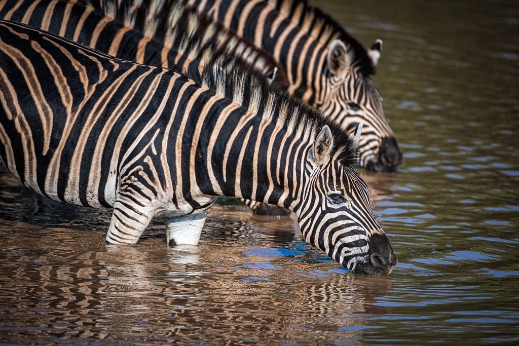 Why Our Safari Partnerships Matter