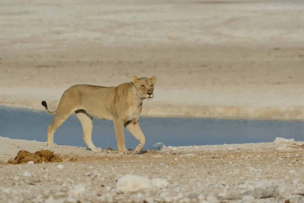 Planning Your First African Safari: Where to Begin
