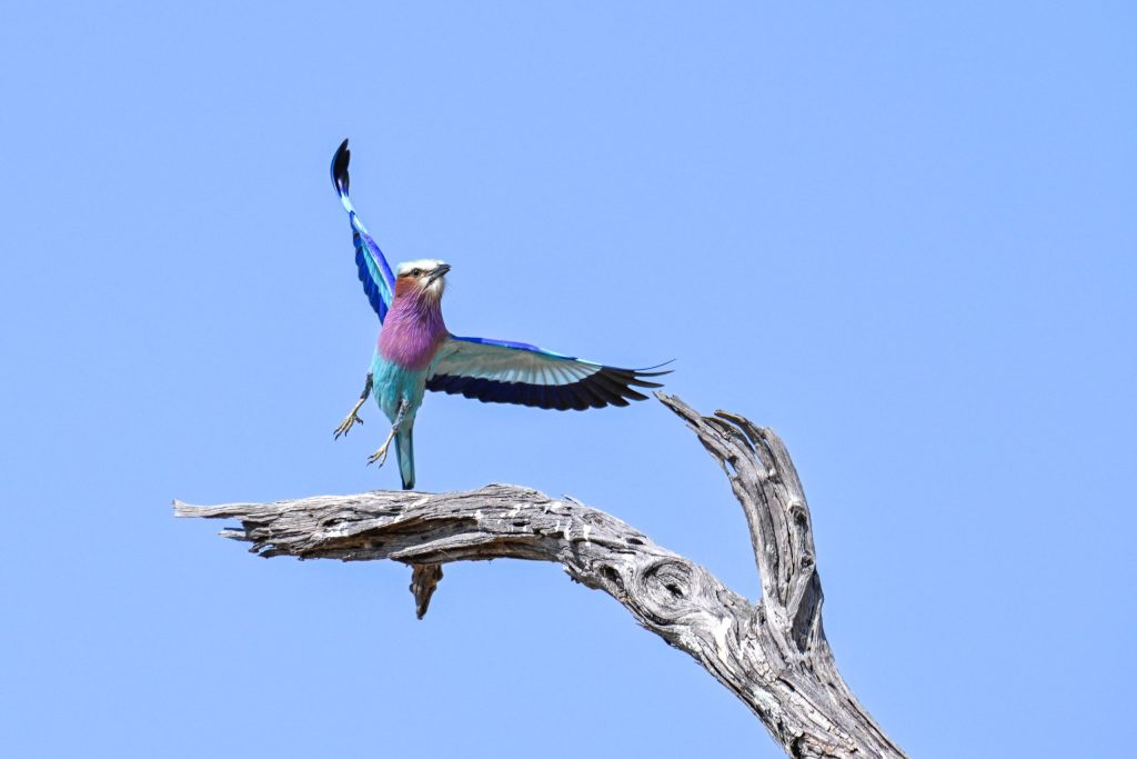 Planning an African Safari? 7 Reasons Families Choose a Safari Planner