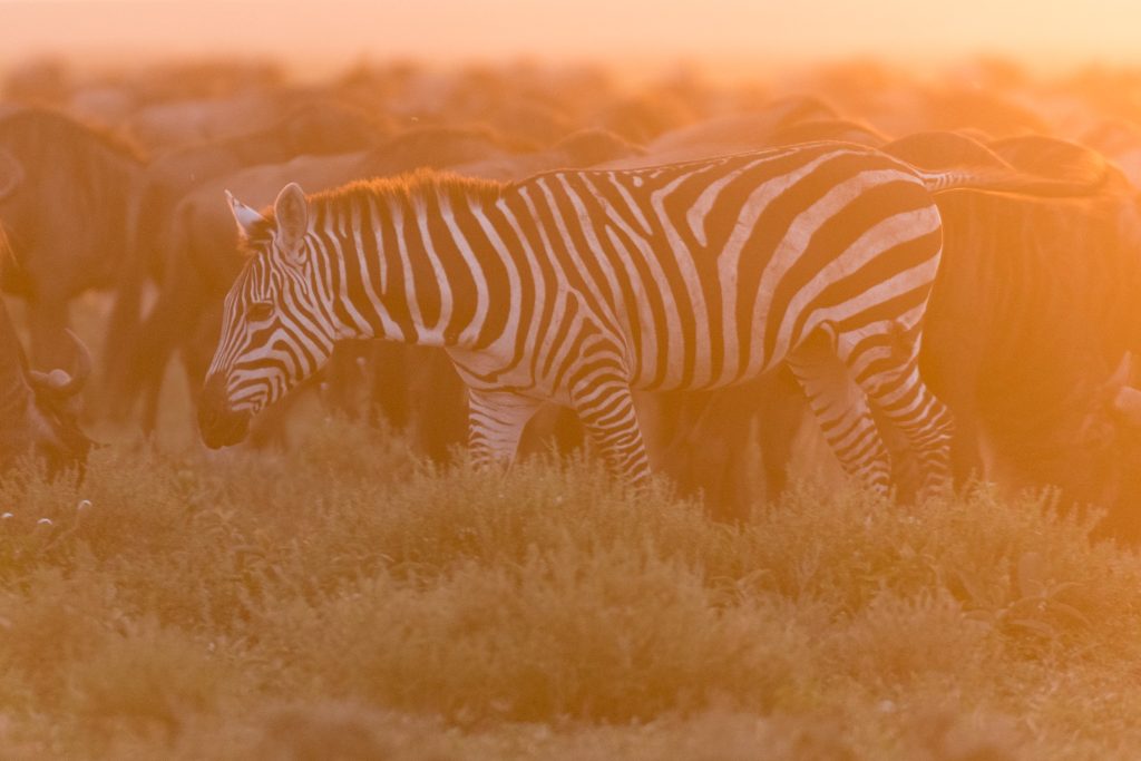 Is an African safari suitable for young children?