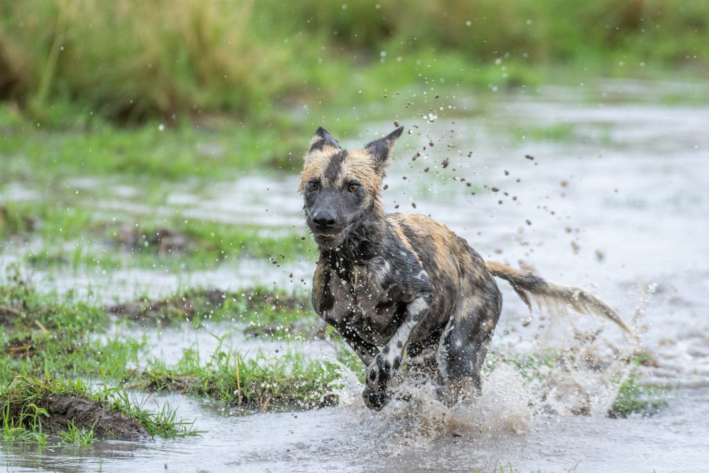 Is an African safari suitable for young children?